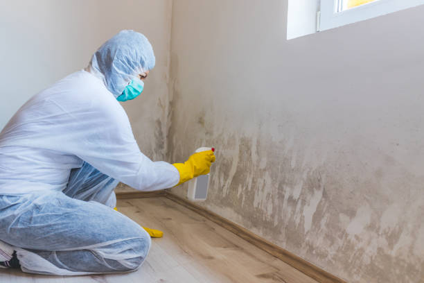 Licensed Basement Mold Remediation service in Collingswood, NJ - WQB Mold Removal